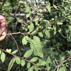 Acalypha eremorum