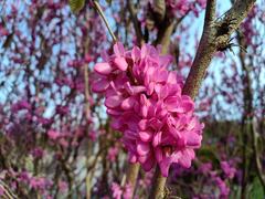 Cercis chinensis