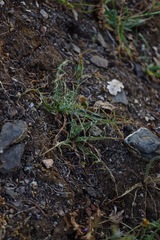 Microseris sylvatica