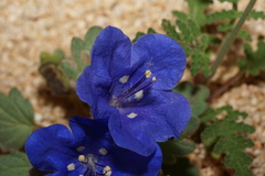 Phacelia nashiana