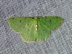 Lissochlora albociliaria