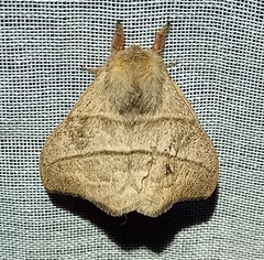 Hylesia subaurea