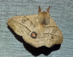 Hylesia subaurea