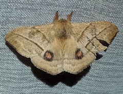 Hylesia subaurea