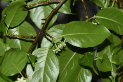 Ilex macrocarpa
