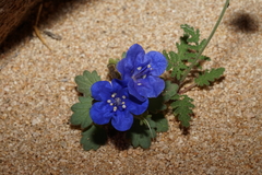 Phacelia nashiana