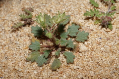 Phacelia nashiana