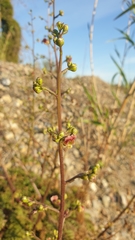 Scrophularia lucida