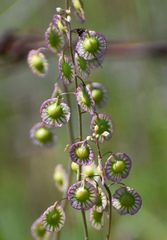 Thysanocarpus radians