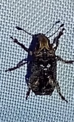 Toxonotus