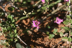 Dolichos hastiformis