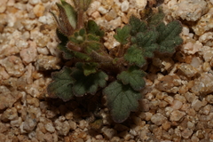 Phacelia nashiana