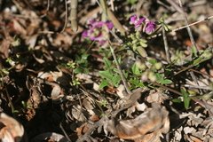 Dolichos hastiformis