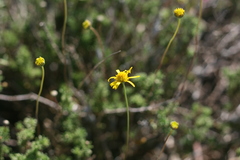 Euryops anthemoides