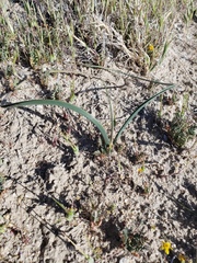 Calochortus striatus