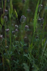 Trifolium dichotomum