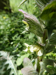 Acanthus syriacus