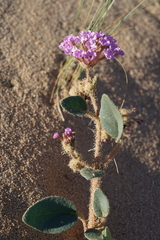 Abronia pogonantha