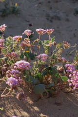 Abronia pogonantha