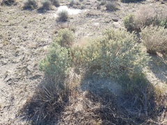 Calochortus striatus