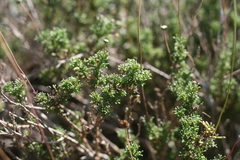 Euryops anthemoides