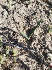 Calochortus striatus