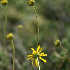 Euryops anthemoides