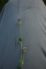 Trifolium dichotomum