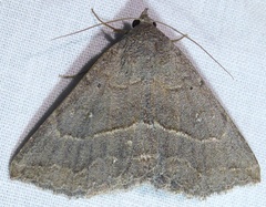 Lesmone griseipennis