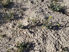 Calochortus striatus