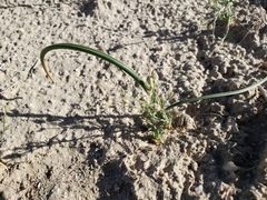 Calochortus striatus