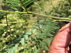 Acacia loroloba
