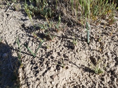 Calochortus striatus
