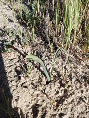 Calochortus striatus