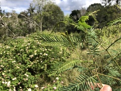 Acacia loroloba