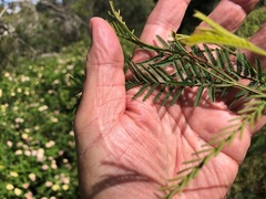 Acacia loroloba
