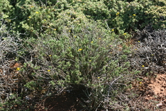 Euryops anthemoides