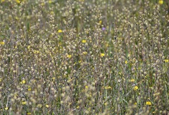 Thysanocarpus radians