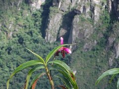 Sobralia dichotoma