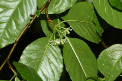 Ilex macrocarpa