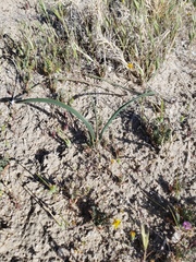Calochortus striatus