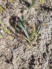 Calochortus striatus