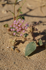 Abronia pogonantha