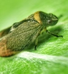 Eoscarta roseinervis