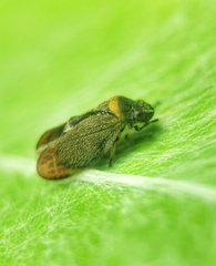 Eoscarta roseinervis