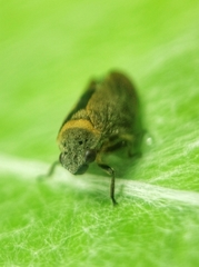 Eoscarta roseinervis