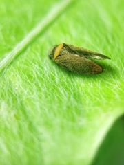 Eoscarta roseinervis