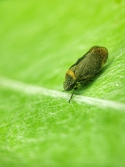 Eoscarta roseinervis