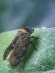 Eoscarta roseinervis