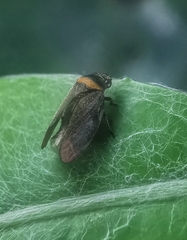 Eoscarta roseinervis